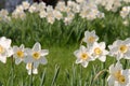 Narcissus pseudonarcissus Royalty Free Stock Photo