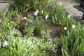 Narcissus Pseudonarcissus in the garden