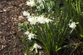 Narcissus Pseudonarcissus in the garden