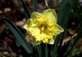 Narcissus pseudonarcissus lily Royalty Free Stock Photo