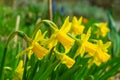 Narcissus pseudonarcissus, the wild daffodil or Lent lily. Yellow flowers. Nature. Royalty Free Stock Photo