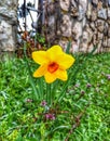 Narcissus pseudonarcissus. Yellow flowers. Spring flowers. Royalty Free Stock Photo