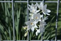 Narcissus rare white flower in the garden. Royalty Free Stock Photo
