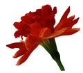 Narcissus red flower isolated on white background with clipping path. Close-up. Nature Royalty Free Stock Photo