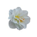 Narcissus Replete, Double Daffodil isolated on white background