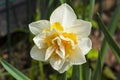 Narcissus of the Replete species Royalty Free Stock Photo