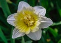 Narcissus of the Replete variety. Pharmaceutical Garden branch of the Moscow State University Botanical Garden, Moscow