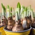 Narcissus root balls Royalty Free Stock Photo