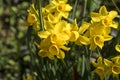 Yellow flowers of Narcissus rupicola Royalty Free Stock Photo