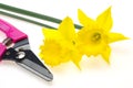 Narcissus and scissors for gardening Royalty Free Stock Photo