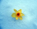 A narcissus in the snow