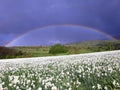 Narcissus spring flowers Royalty Free Stock Photo