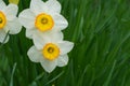 Narcissus spring flowers on green grass background Royalty Free Stock Photo