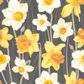 Narcissus spring flowers seamless pattern. Vector illustration. Royalty Free Stock Photo