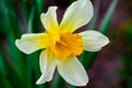 Narcissus spring yellow flowers on sunshine glade Royalty Free Stock Photo