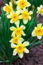 Narcissus spring yellow flowers on sunshine glade Royalty Free Stock Photo