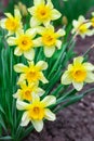 Narcissus spring yellow flowers on sunshine glade Royalty Free Stock Photo