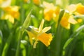 Narcissus spring yellow flowers on sunshine glade Royalty Free Stock Photo