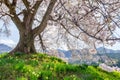 Narcissus or Suisen flowers under Wanitsuka no Sakura large 330 year old cherry tree in full bloom