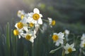 Narcissus in sunbath Royalty Free Stock Photo