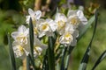 Narcissus tazetta cream bunch-flowered daffodil flowers in bloom, ornamental springtime white double flower flowering plants Royalty Free Stock Photo