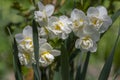 Narcissus tazetta cream bunch-flowered daffodil flowers in bloom, ornamental springtime white double flower flowering plants Royalty Free Stock Photo