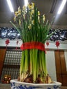 Narcissus tazetta flowers is ornamental plants usualy use it for chinesse new year plants