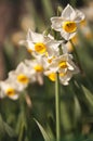 Narcissus tazetta Royalty Free Stock Photo