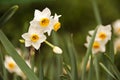 Narcissus tazetta Royalty Free Stock Photo