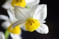Narcissus tazetta L. var. chinensis Roem.-Macro photography-