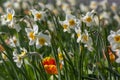 Narcissus tazetta paperwhite bunch flowered daffodil in bloom, early spring flowering white yellow plant Royalty Free Stock Photo