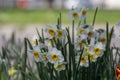 Narcissus tazetta paperwhite bunch flowered daffodil in bloom, early spring flowering white yellow plant Royalty Free Stock Photo