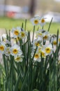 Narcissus tazetta paperwhite bunch flowered daffodil in bloom, early spring flowering white yellow plant Royalty Free Stock Photo