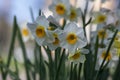 Narcissus tazetta paperwhite bunch flowered daffodil in bloom, early spring flowering white yellow plant Royalty Free Stock Photo
