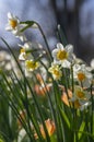 Narcissus tazetta paperwhite bunch flowered daffodil in bloom, early spring flowering white yellow plant Royalty Free Stock Photo