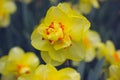 Narcissus terrycloth Tahiti yellow flowers Bulbous plants bloom in spring garden Royalty Free Stock Photo