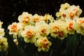 Narcissus terrycloth Tahiti yellow flowers Bulbous plants bloom in spring garden Royalty Free Stock Photo