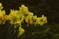 Narcissus terrycloth Tahiti yellow flowers Bulbous plants bloom in spring garden Royalty Free Stock Photo