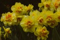 Narcissus terrycloth Tahiti yellow flowers Bulbous plants bloom in spring garden Royalty Free Stock Photo
