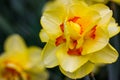 Narcissus terrycloth Tahiti yellow flowers Narcissus bulbous in spring garden Royalty Free Stock Photo