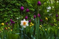 narcissus and tulips