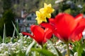 Narcissus and tulips in a park in Weesen in Switzerland Royalty Free Stock Photo