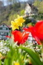 Narcissus and tulips in a park in Weesen in Switzerland Royalty Free Stock Photo