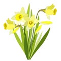 Narcissus. Vector isolated illustration of yellow spring flowers. Royalty Free Stock Photo