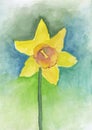 Narcissus in watercolor technique. Yellow, blue, green.