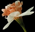 Narcissus white-red flower isolated on black background with clipping path. Close-up. Side view. Royalty Free Stock Photo