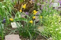 Narcissus X Intermedius flowers in Saint Gallen in Switzerland