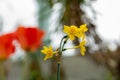 Narcissus X Intermedius flowers in Saint Gallen in Switzerland