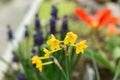 Narcissus X Intermedius flowers in Saint Gallen in Switzerland