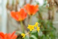 Narcissus X Intermedius flowers in Saint Gallen in Switzerland